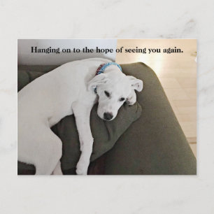 Carte Postale Chien Chien Chien Chien Blanc Doux Et Doux, Accroc