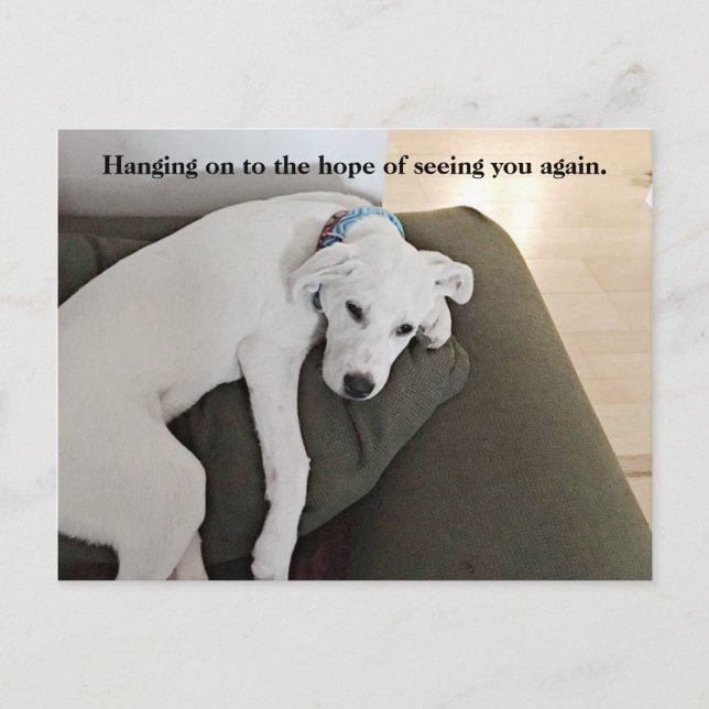 Carte Postale Chien Chien Chien Chien Blanc Doux Et Doux, Accroc (Devant)