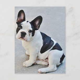 Carte postale Chien Chien Chien Chien Chien França