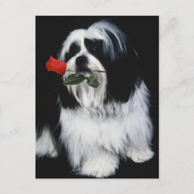 Carte Postale Chien Chih Tzu (Devant)