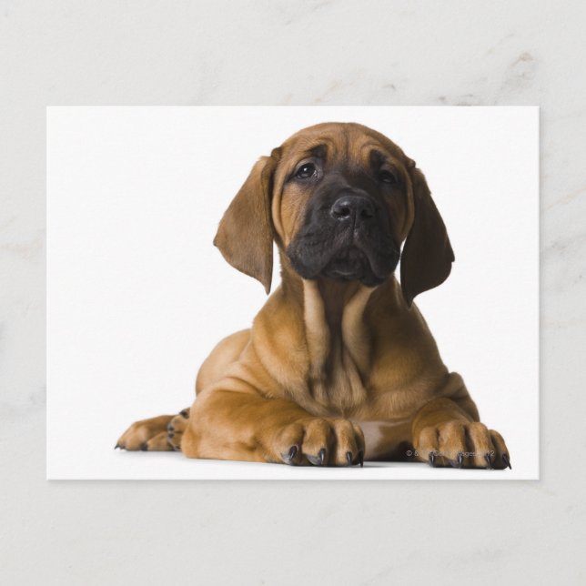 Carte Postale Chien chiot (Devant)