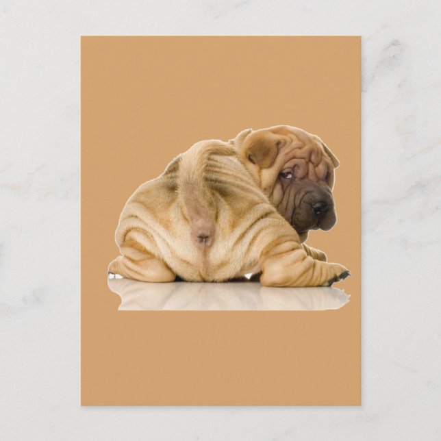 Carte Postale Chien chiot chinois Shar pei (Devant)
