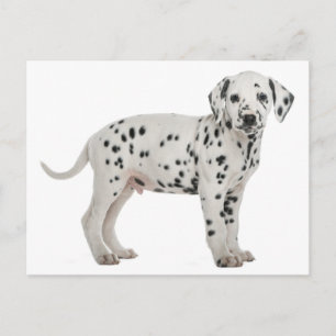 Carte Postale Chien chiot dalmate Bonjour, Merci, Amour, Désolé