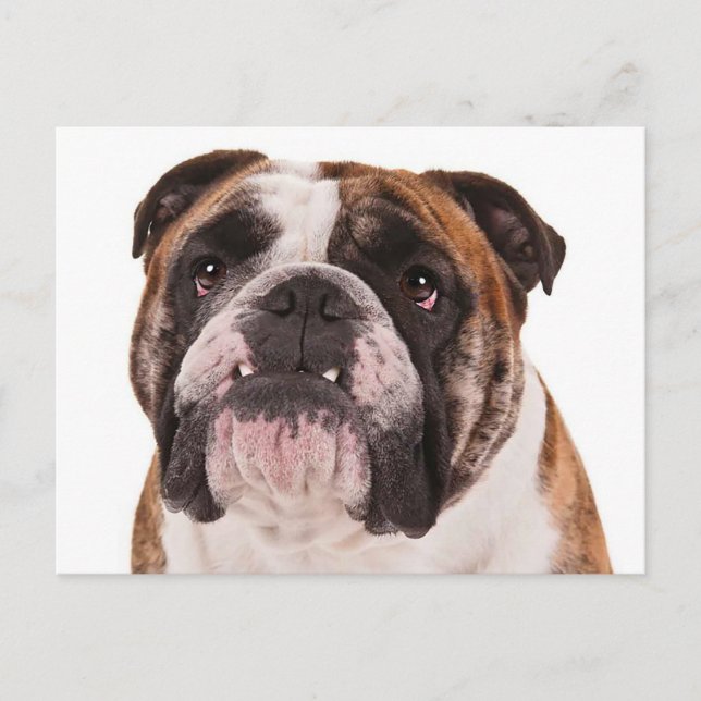 Carte Postale Chien chiot de Bulldog anglais - Bonjour, Mlle, Bl (Devant)