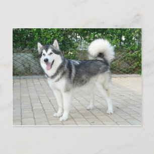 Carte Postale Chien chiot malamué de l'Alaska