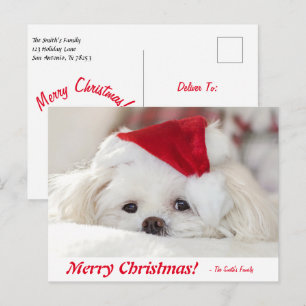 Carte Postale Chien chiot maltais blanc mignon dans un chapeau d