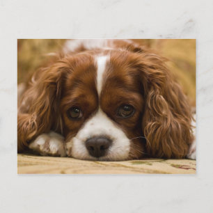 Carte Postale Chien chiot mignon