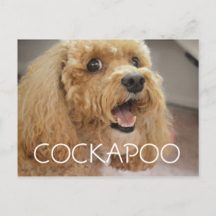 Carte Postale Chien Cockapoo Adorable Sourire