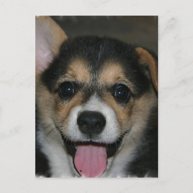 Carte postale Chien Corgi (Devant)