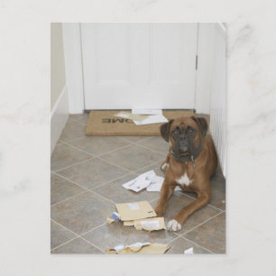 Carte Postale Chien couché par paillasson et courrier mâché