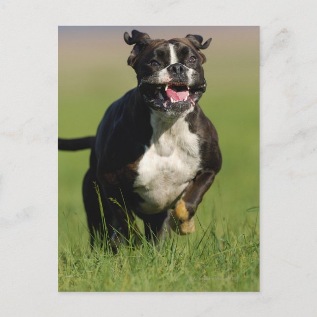 Carte Postale Chien courant (Devant)