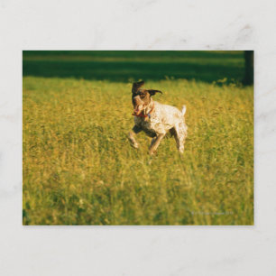 Carte Postale Chien courant à travers l'herbe