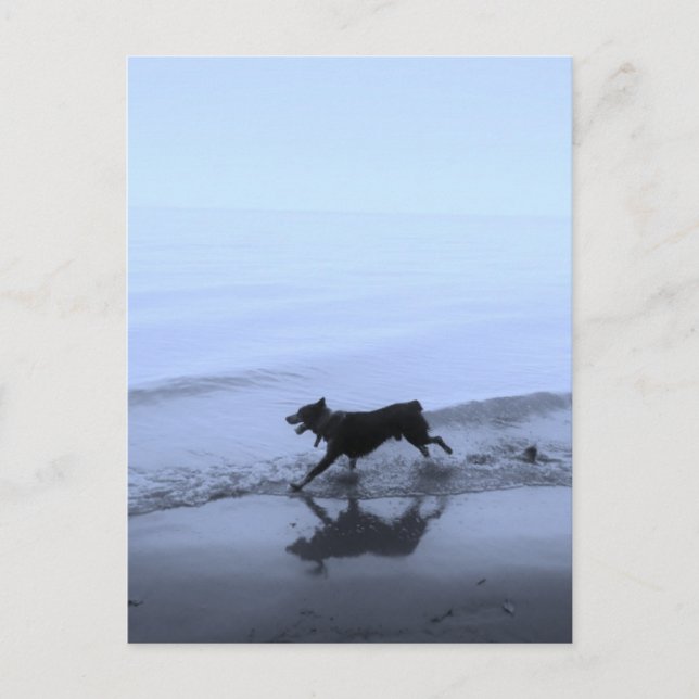 Carte Postale Chien courant sur la plage (Devant)