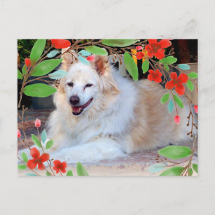 Carte Postale Chien croisé Colley doré et blanc avec des fleurs