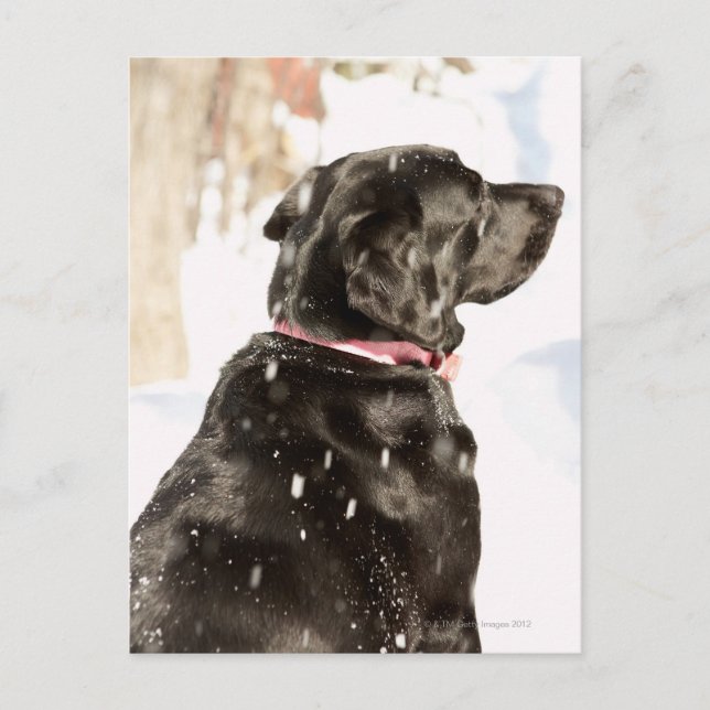 Carte Postale Chien dans la neige (Devant)