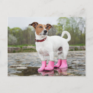 Carte Postale Chien Dans La Pluie