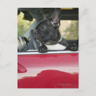 Carte Postale Chien dans la voiture