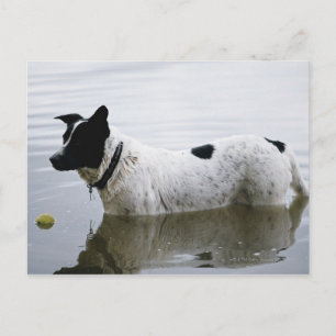 Carte Postale Chien dans l'eau avec balle de tennis