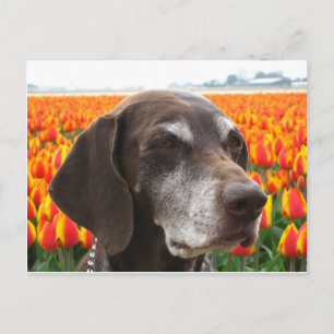 Carte Postale chien dans un champ de tulipe