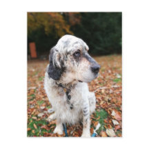 Carte postale Chien d'automne