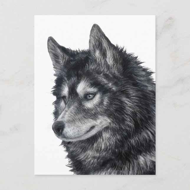 Carte Postale Chien de Balto (Devant)
