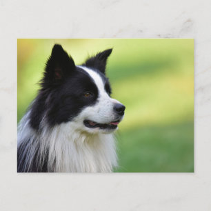 Carte Postale Chien de berger border collie noir et blanc