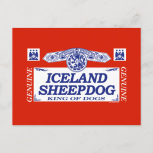 Carte Postale Chien de berger islandais