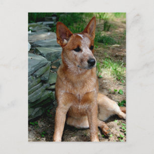 Carte Postale Chien de bétail