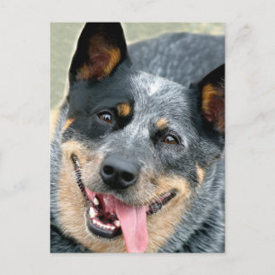 Carte Postale Chien de bétail australien
