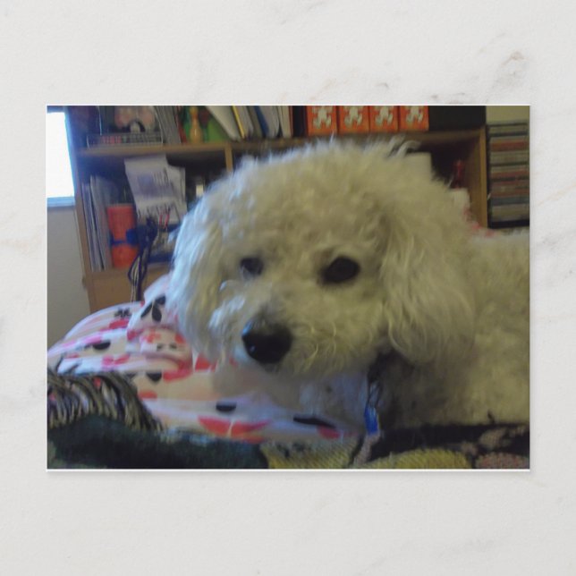 Carte Postale Chien de Bichon Frise (Devant)