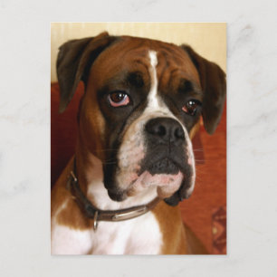 Carte Postale Chien de boîte