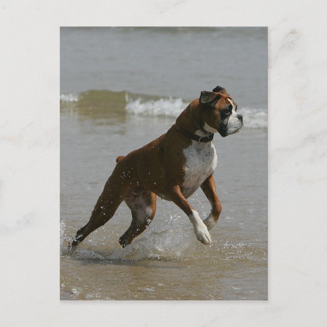 Carte Postale Chien de boîte dans l'eau (Devant)