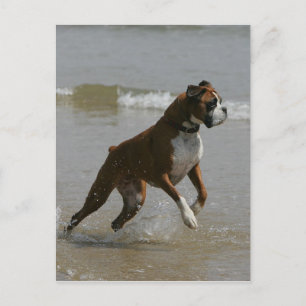 Carte Postale Chien de boîte dans l'eau