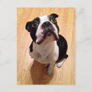 Carte Postale Chien de Boston Terrier