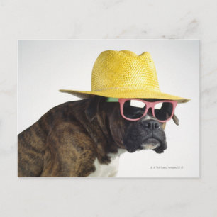 Carte Postale Chien de boxe avec casquette et lunettes