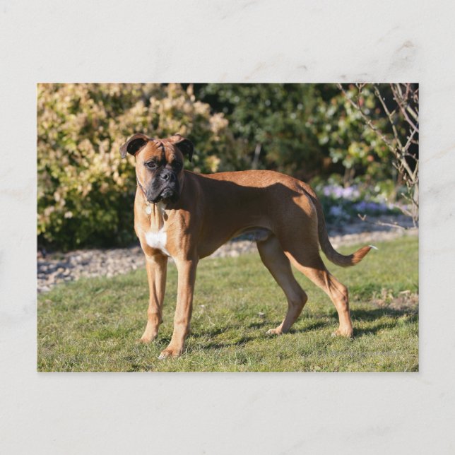 Carte Postale Chien de boxe de la faune debout (Devant)