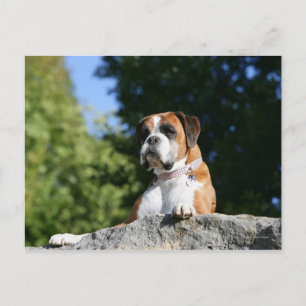 Carte Postale Chien de boxe posé sur un rocher