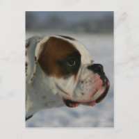 Chien de boxeur dans la neige