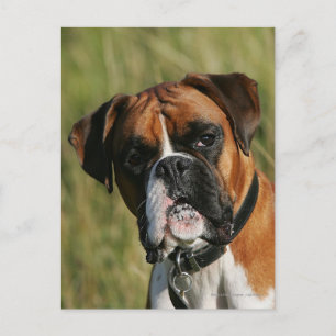 Carte Postale Chien de boxeur regardant fixement