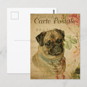 Carte Postale Chien de Carlin vintage