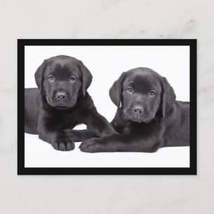 Carte postale Chien de Chien de Chien de Chien de 