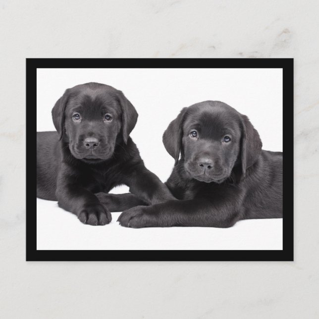 Carte postale Chien de Chien de Chien de Chien de  (Devant)