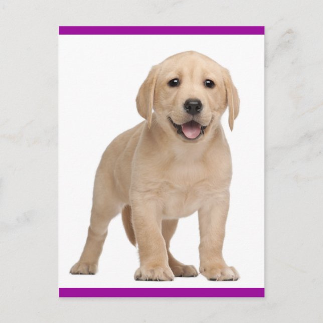 Carte postale Chien de Chien de Chien de Chien de  (Devant)