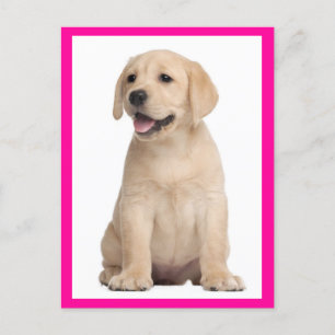 Carte postale Chien de Chien de Chien de Chien de 