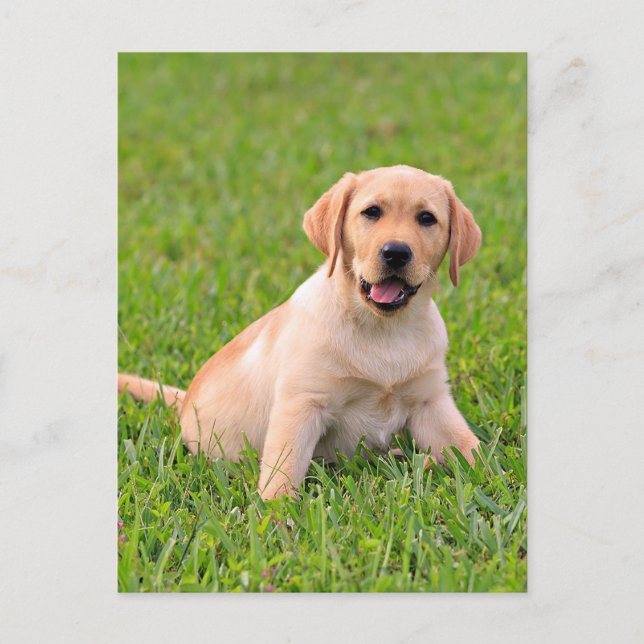 Carte postale Chien de Chien de Chien de Chien de  (Devant)