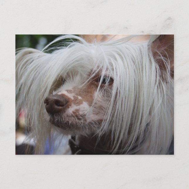Carte Postale Chien de Chine arrêté (Devant)
