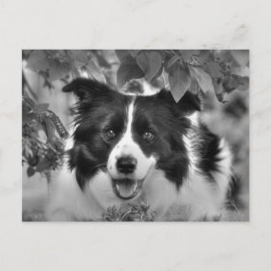 Carte Postale Chien de compagnie jouant dans un bois feuillu