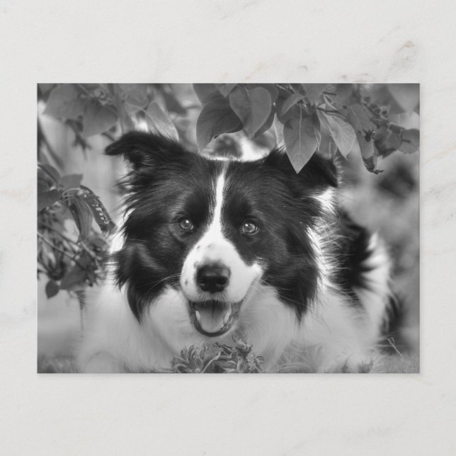 Carte Postale Chien de compagnie jouant dans un bois feuillu (Devant)