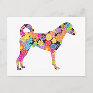 Carte Postale Chien de Kangal