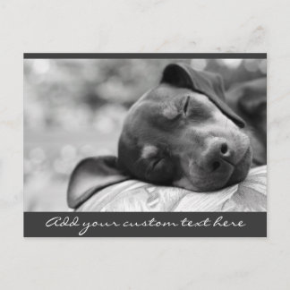 Carte Postale Chien de la Miniature de couchage